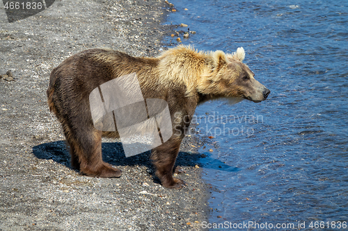 Image of Brown bear looking for fish in river