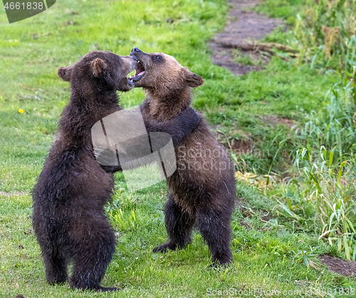 Image of Two brown bear cubs playing