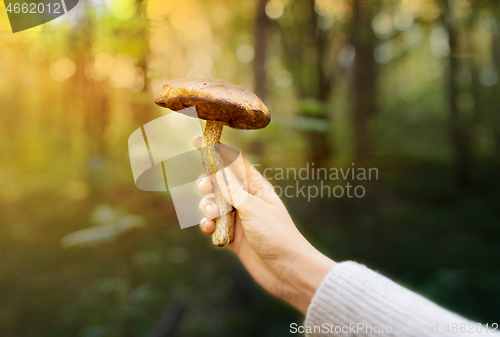 Image of close up of female hand with mushroom in forest