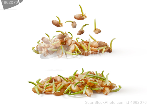 Image of Natural organic germinated wheat grass, micro greens on a white background.