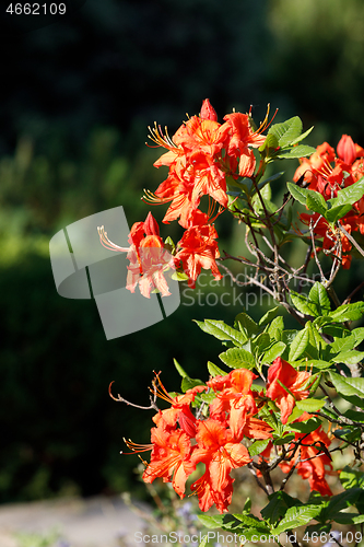 Image of Red rhododendron azalea blooms in spring garden