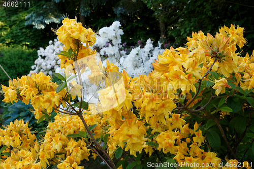 Image of Flowering flower azalea, rhododendron in spring garden