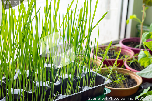 Image of Growing oats sprouts on a window for feeding cats and other seedlings