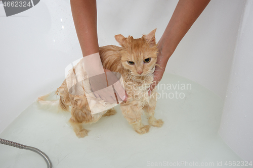 Image of The cat that is bathed in the bathroom does not like water