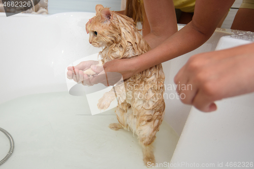 Image of The cat stood on its hind legs bathing in the bathroom