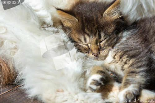 Image of A street kitten sleeps on an adult cat, close-up