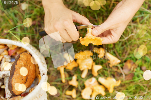 Image of hands with mushrooms and basket in forest