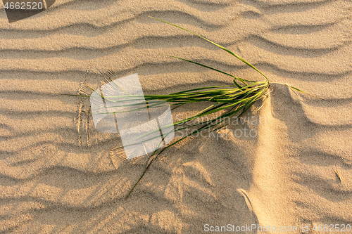 Image of 
Wavy sea sand background