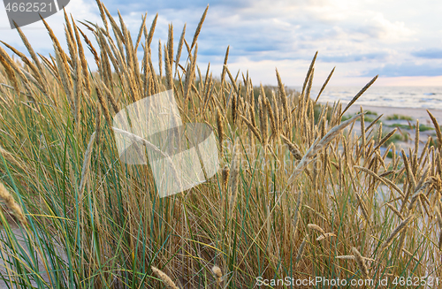 Image of bent at the dunes of the Baltic Sea