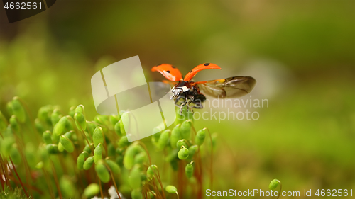 Image of Close-up wildlife of a ladybug in the green grass in the forest