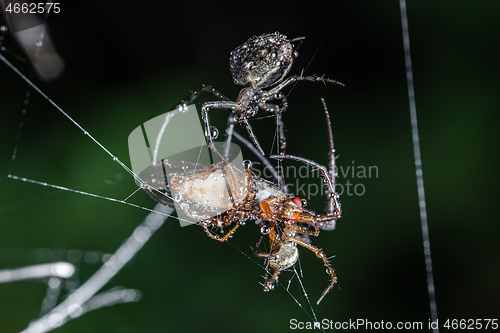 Image of Close up macro shot of a two spiders fight for the captured vict