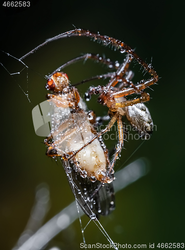 Image of Close up macro shot of a spider grabbed the victim and wrapped i