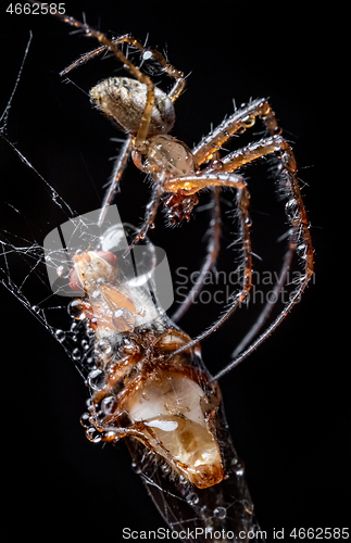 Image of Close up macro shot of a spider grabbed the victim and wrapped i