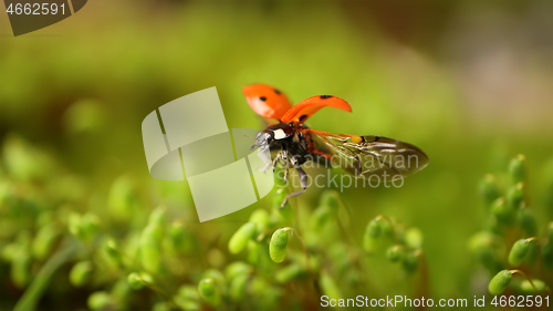 Image of Close-up wildlife of a ladybug in the green grass in the forest