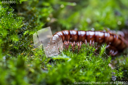 Image of Small centipede in green moss. Spiral animal, insects with many 