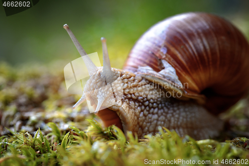 Image of Helix pomatia also Roman snail, Burgundy snail