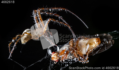 Image of Close up macro shot of a spider grabbed the victim and wrapped i