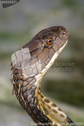 Image of Cobra snake closeup