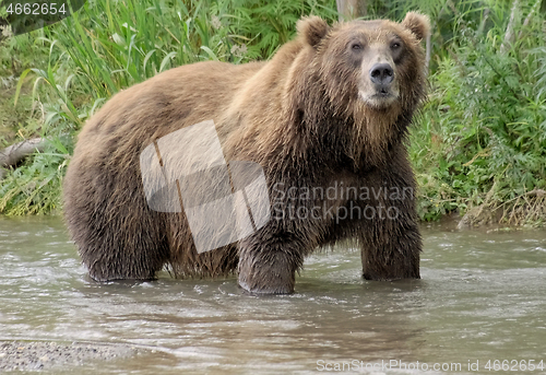 Image of Big brown bear in river