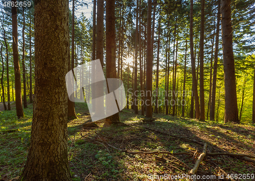 Image of Pine forest with sun rays in spring