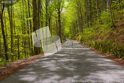 Image of road in spring forest at sunny day