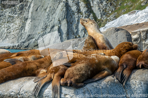 Image of Golden brown sea lions sunning on rocks