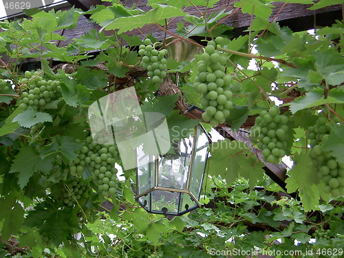 Image of Lantern in green grapes