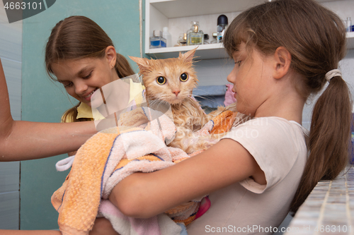 Image of Mom and children wipe a wet domestic cat with a towel