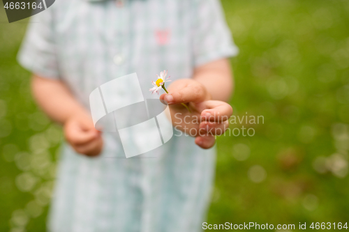 Image of hand of baby girl holding daisy flower in summer