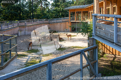 Image of antelope in the zoo