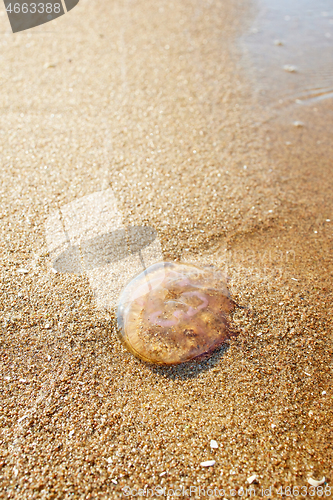 Image of jellyfish in the sea sand