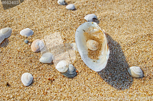 Image of shells on the beach sand