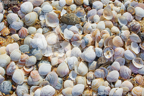 Image of shells on the beach sand