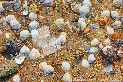 Image of shells on the beach sand