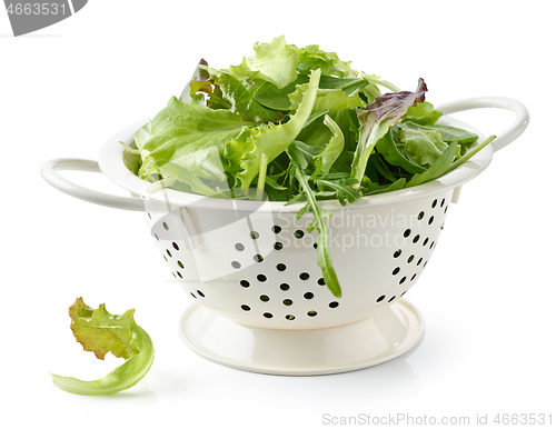 Image of fresh green lettuce leaves in colander