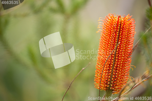 Image of Banksia in bushland - Banksia ericifolia