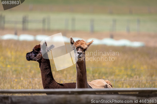 Image of Alpaca animal in New Zealand