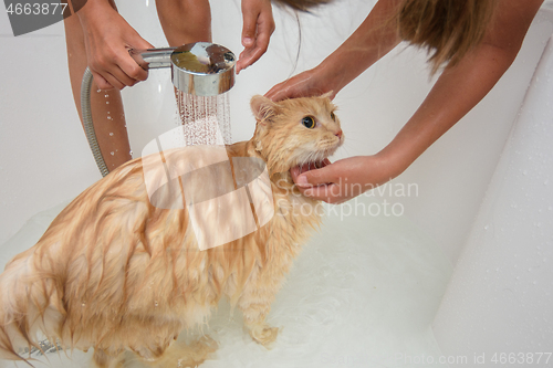 Image of Two children bathe a lush domestic cat in the bathroom