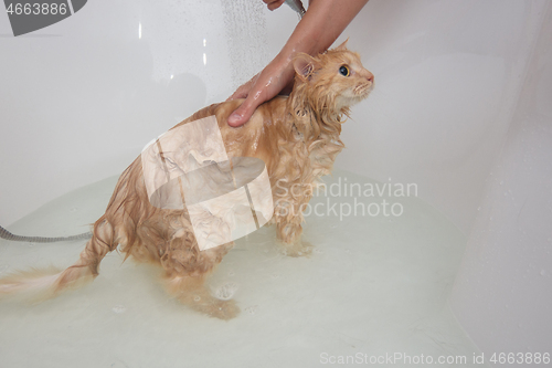 Image of Girl\'s hands bathe a domestic cat in the bathroom