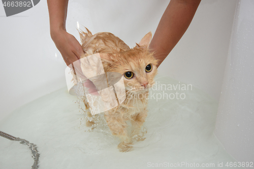 Image of The hostess bathes a domestic cat, the cat stands in a spacious bathtub in the water