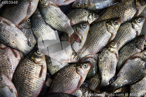 Image of Fresh river fish background, top view