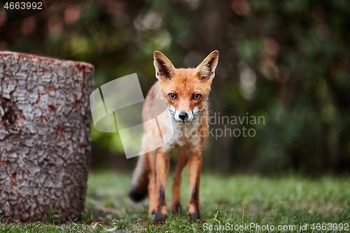 Image of Fox at night in the countryside