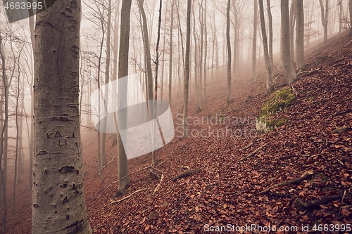 Image of Autumn Forest Fog