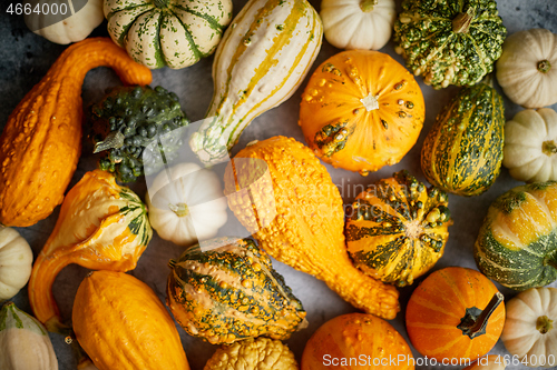 Image of Colorful various kinds mini pumpkins on white background, top view, flat lay. Fall background.