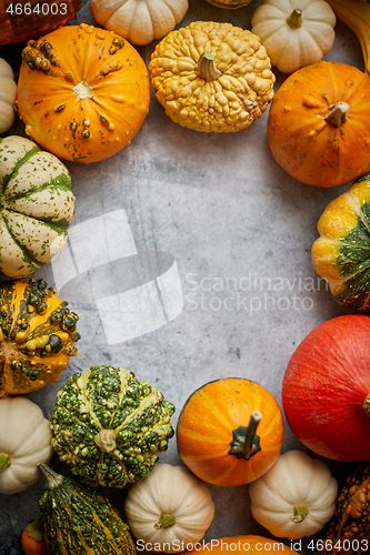 Image of From above view of various kinds cute mini pumpkins placed in circle with space with copy space