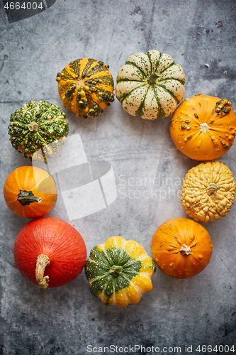 Image of From above view of various kinds cute mini pumpkins placed in circle with space with copy space