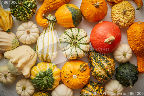 Image of Colorful various kinds mini pumpkins on white background, top view, flat lay. Fall background.