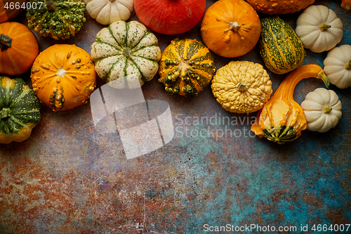 Image of Different kinds colorful mini pumpkins placed on rusty backgroun