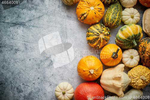 Image of Beautiful colorful mini pumpkins on grac concrete background, ho