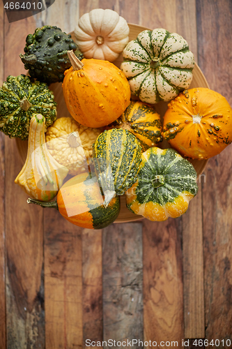 Image of Decoration made from small pumpkins. Colored pumpkins in different varieties.